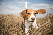 Beagle Dog Running In Nature