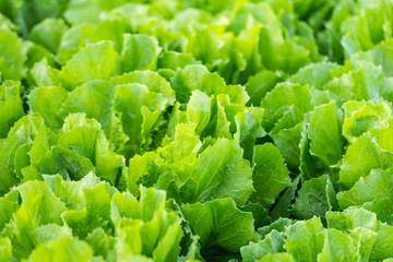 Sticker - Endive plants in the field from close