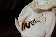 Liberian Hippo Skull Details