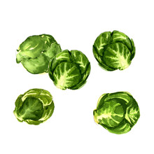 Green Brussels Sprouts Cabbage Isolated