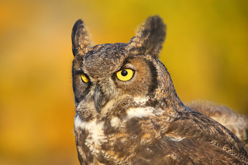 Wall Mural - portrait of great horned owl