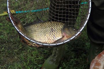 haul of carp fishes