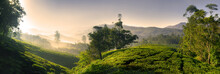 Panorama Of Beautiful Sunrise Tea Plantation