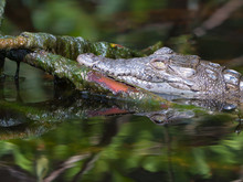 Baby Crocodile In The Everglades
