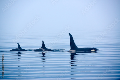 Fotografie, Obraz Rückenflossen Schwertwale, Killerwal bzw Orca, Orcinus orcae