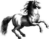 Fototapeta Konie - Vintage illustration horse