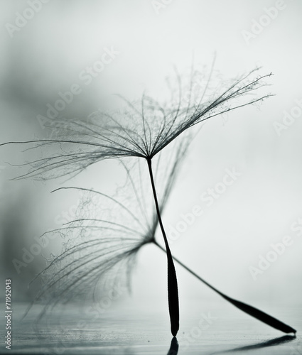 Fototapeta na wymiar Wet dandelion on white, shiny surface with small droplets 