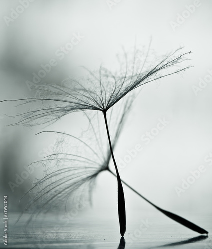 Naklejka na szybę Wet dandelion on white, shiny surface with small droplets 