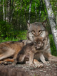 Mother Grey Wolf and Pup (Canis lupus)