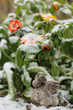 © mist7 - calendula