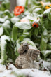 © mist7 - calendula