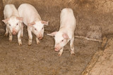 Fototapeta Tęcza - pigs on the farm