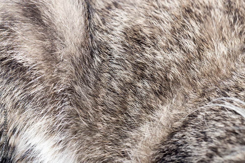 animal fur as background - obrazy, fototapety, plakaty 