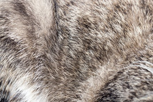 Animal Fur As Background