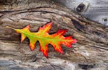 Wall Mural - Vibrant Oak Leaf and Rustic Wood