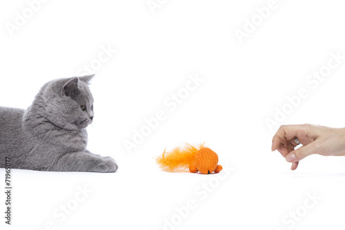 Katze Kitten Beim Spielen Bkh Cute Cat Kitty Buy This Stock