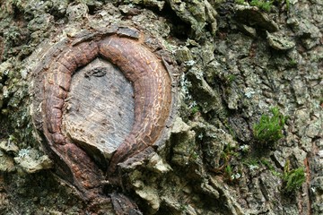 Scar on tree bark