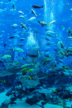 Stingray Fish. Aquarium Tropical Fish On A Coral Reef