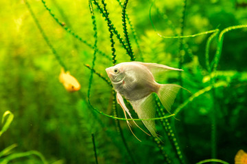 Poster - Tropical fish PTEROPHYLLUM SCALARE