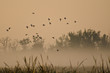 Early Morning Flight of Ducks Above Foggy Marsh