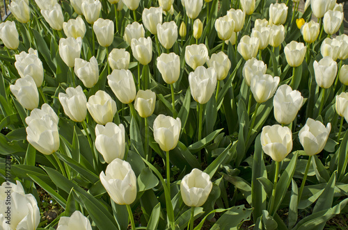 Naklejka samoprzylepna Tulipany