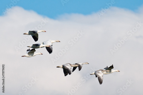 Flock of Snow Geese
