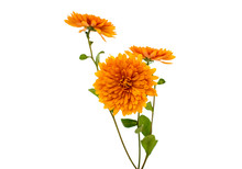 Orange Chrysanthemum Isolated