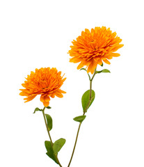 orange chrysanthemum isolated