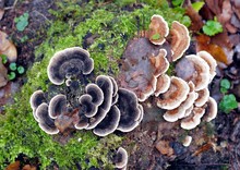 Various Unedible Fungus On Stump In Forest