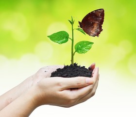 Wall Mural - hands holding tree with a butterfly