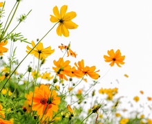 Yellow Cosmos Flower And White Background