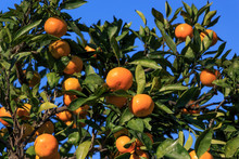 Japanese Orange ;Satsuma On The Tree