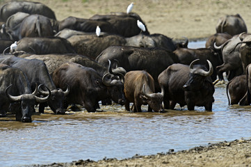 Canvas Print - African buffalo