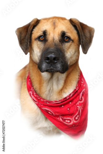 large mixed breed dogs