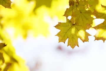 Canvas Print - Beautiful autumn leaves