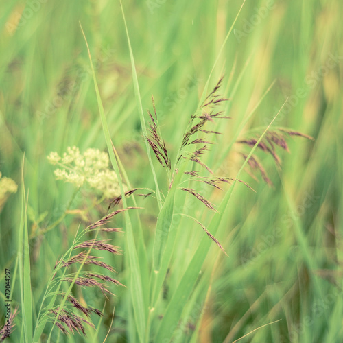 Obraz w ramie Retro Filtered Spring Grasses