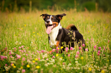 Poster - Hund in Action