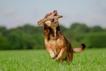 Poster - Hund in Action