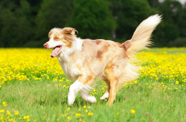 Wall Mural - Hund in Action