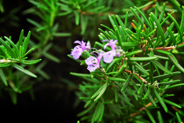 Rosemary