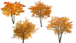 set of four bright autumn trees isoalted on white