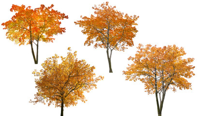 Wall Mural - set of four bright autumn trees isoalted on white