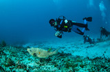 Fototapeta Do akwarium - Divers & pufferfish, Gili Lombok Nusa Tenggara Barat underwater