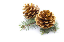 Pine Cones With Branch On A White Background