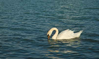 Wall Mural - Swan on lake Balaton