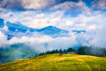 Wall Mural - amazing mountain landscape with fog and horses