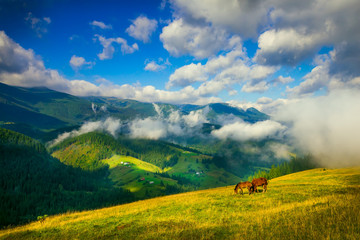 Wall Mural - amazing mountain landscape with fog and horses