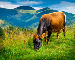 Wall Mural - amazing mountain landscape with fog and cows