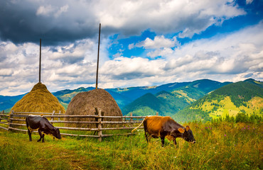 Wall Mural - amazing mountain landscape with fog and cows