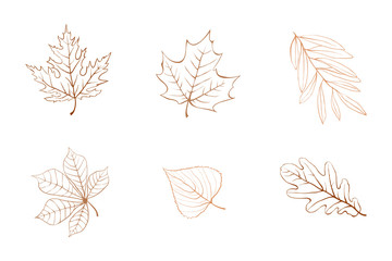 autumn leaves